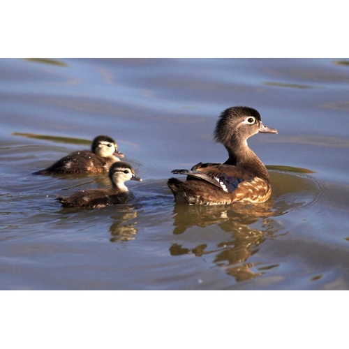 CA, San Diego, Lakeside Wood duck and Ducklings